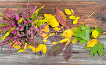 Herbst Bunte Buchenblätter Zweig Holzhintergrund