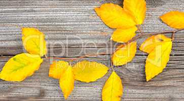 Herbst Bunte Buchenblätter Zweig Holzhintergrund