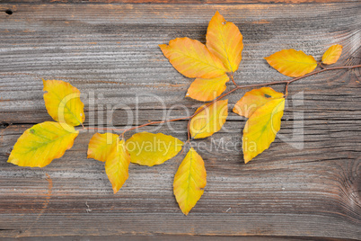 Herbst Bunte Buchenblätter Zweig Holzhintergrund