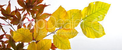 Herbst Bunte Buchenblätter Zweig Ahorn rot