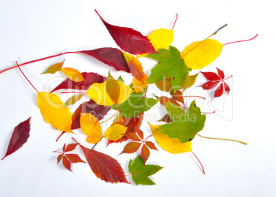 Herbst Bunte Buchenblätter Zweig