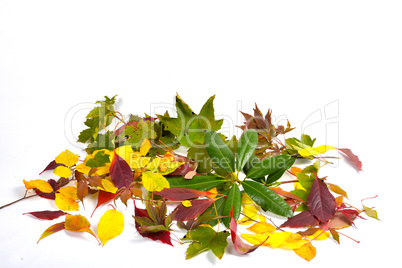 Herbst Bunte Buchenblätter Zweig