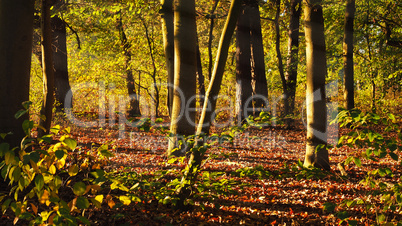 Sunrise in the green beech forest