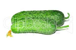 Two fresh cucumber