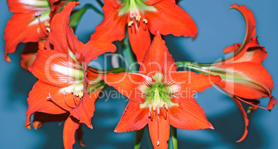 Beautiful flowers of amaryllis