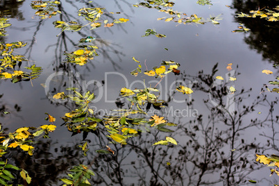 The leaves on the water 1
