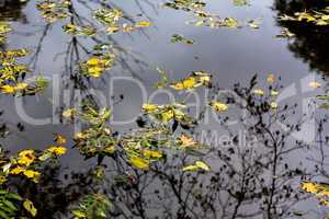 The leaves on the water 1