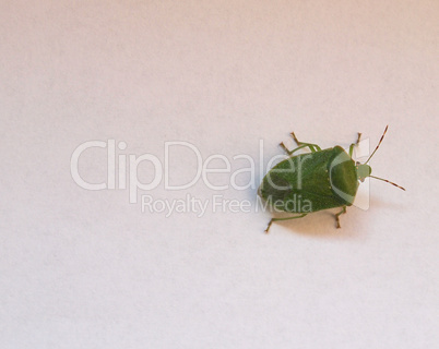Green shield bug insect animal