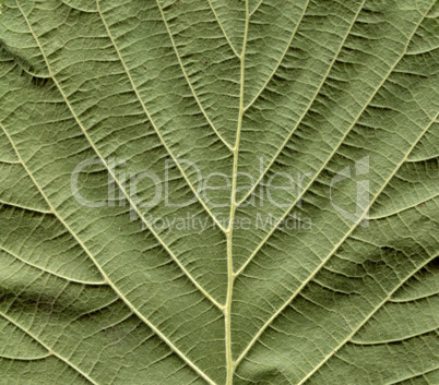 Hazel tree leaf