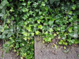 Ivy plant leaves