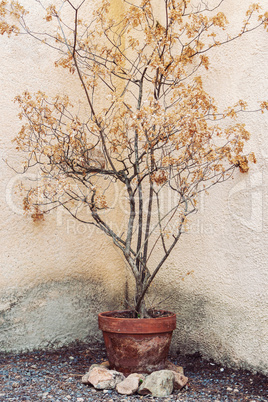 Dry tree in flower pot