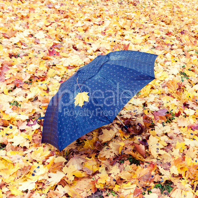 Umbrella in the park covered with maple leaves