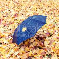 Umbrella in the park covered with maple leaves
