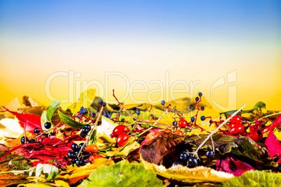 Fruits and sheets in autumn