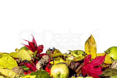 Fruits and sheets in autumn