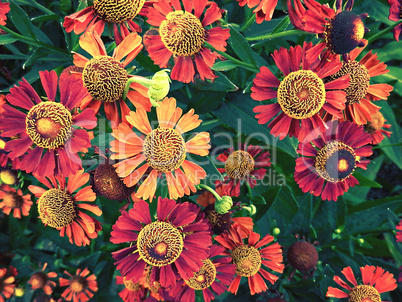 helenium flowers close-up