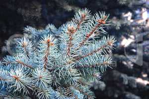 branch blue spruce close-up
