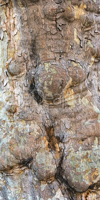 nodules on the bark of a tree close up