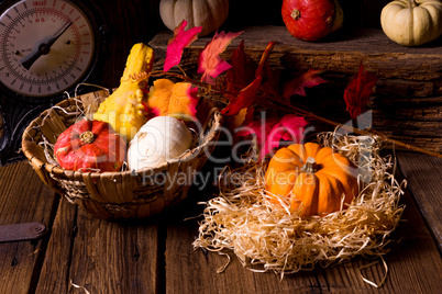 Cornucopia