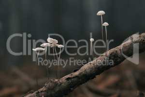 Kleine Pilze