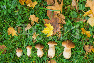 Steinpilze im Herbstlaub_04