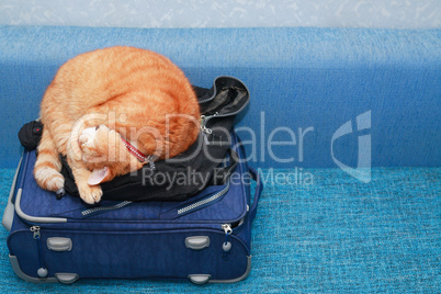 Cat On Suitcase
