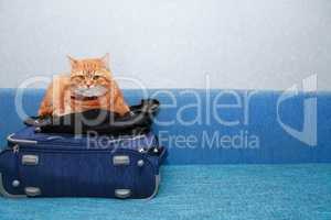 Cat On Suitcase
