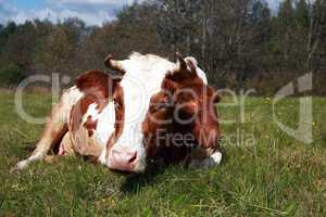 Cow On Pasture