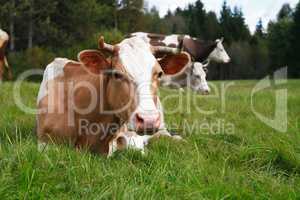 Cow On Pasture