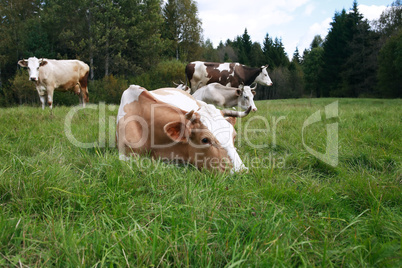 Cow On Pasture