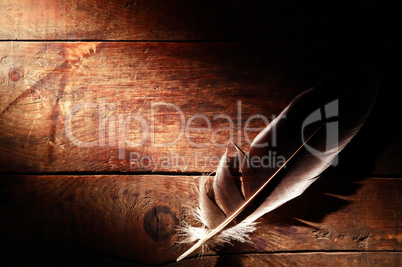 Feather On Wood
