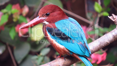 Indian Kingfisher