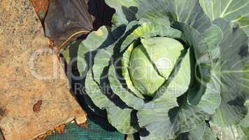 Cabbage in Garen