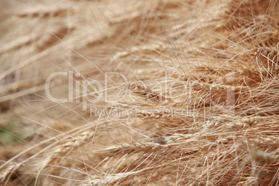 Wheat Background