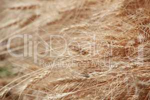 Wheat Background