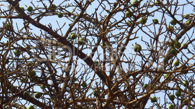 Strange Fruit Trees