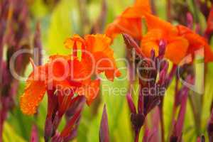 Orange Flowers