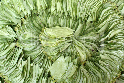 Betel Nut Leaves background