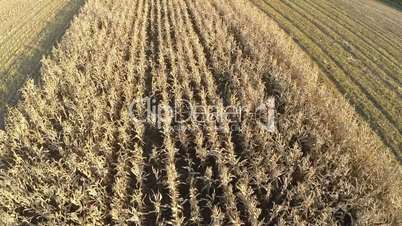 Flight over the agricultural wheat field