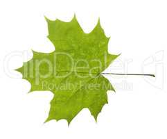 maple leaf isolated on white background