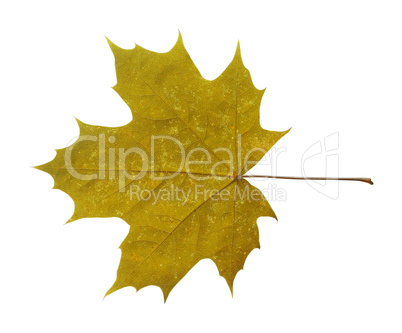 maple leaf isolated on white background