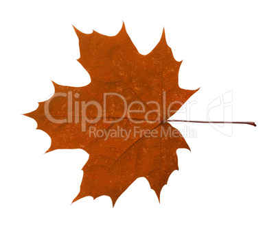 maple leaf isolated on white background