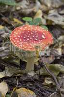 fly agaric, mushroom