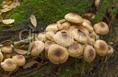 Fungi,mushroom small much growing on timber.