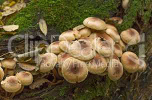 Fungi,mushroom small much growing on timber.