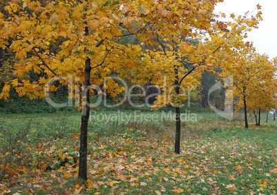 Young maple trees standing in the alley, autumn landscape