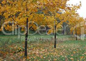 Young maple trees standing in the alley, autumn landscape