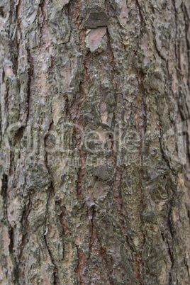 The bark of pine tree, background.