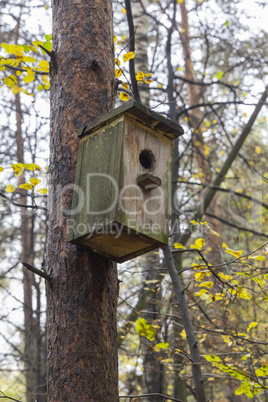 Wooden birdhouse on a pine tree. Autumn forest.