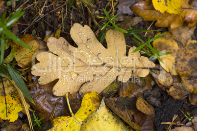 Oak leaf